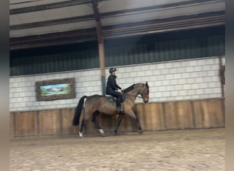 Polnisches Warmblut, Wallach, 7 Jahre, 170 cm, Dunkelbrauner