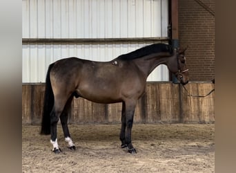 Polnisches Warmblut, Wallach, 7 Jahre, 170 cm, Dunkelbrauner