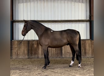 Polnisches Warmblut, Wallach, 7 Jahre, 170 cm, Dunkelbrauner