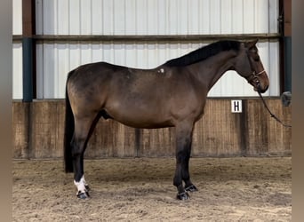 Polnisches Warmblut, Wallach, 7 Jahre, 170 cm, Dunkelbrauner