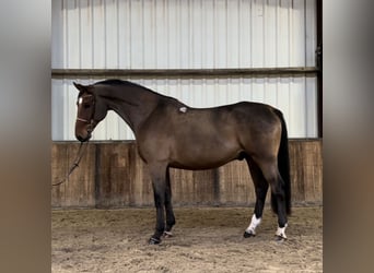 Polnisches Warmblut, Wallach, 7 Jahre, 170 cm, Dunkelbrauner