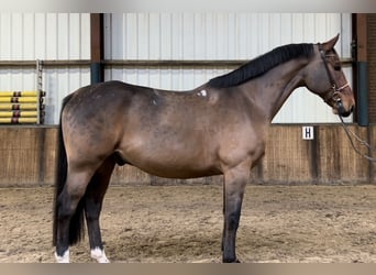 Polnisches Warmblut, Wallach, 7 Jahre, 170 cm, Dunkelbrauner