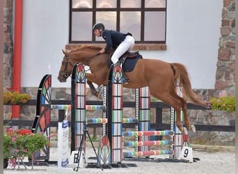 Polnisches Warmblut, Wallach, 7 Jahre, 176 cm, Dunkelfuchs