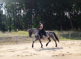 Polnisches Warmblut, Wallach, 8 Jahre, 162 cm