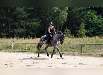 Polnisches Warmblut, Wallach, 8 Jahre, 162 cm