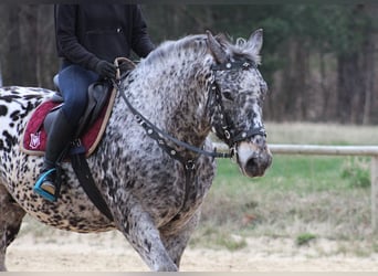 Polnisches Warmblut, Wallach, 8 Jahre, 162 cm, Tigerschecke