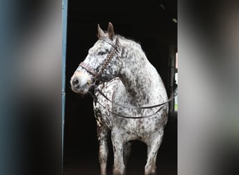 Polnisches Warmblut, Wallach, 8 Jahre, 162 cm, Tigerschecke