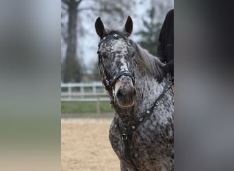 Polnisches Warmblut, Wallach, 8 Jahre, 162 cm, Tigerschecke