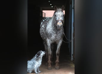 Polnisches Warmblut, Wallach, 8 Jahre, 162 cm, Tigerschecke