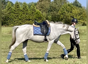 Polnisches Warmblut, Wallach, 8 Jahre, 163 cm, Schimmel