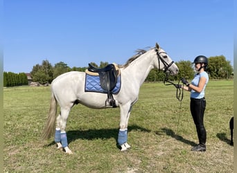 Polnisches Warmblut, Wallach, 8 Jahre, 163 cm, Schimmel