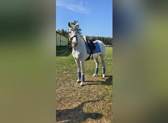 Polnisches Warmblut, Wallach, 8 Jahre, 163 cm, Schimmel