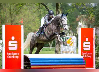 Polnisches Warmblut, Wallach, 8 Jahre, 168 cm, Apfelschimmel