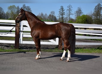 Polnisches Warmblut, Wallach, 8 Jahre, 169 cm, Dunkelfuchs