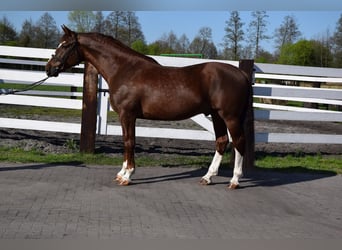 Polnisches Warmblut, Wallach, 8 Jahre, 169 cm, Dunkelfuchs