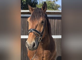 Polnisches Warmblut Mix, Wallach, 9 Jahre, 155 cm, Brauner