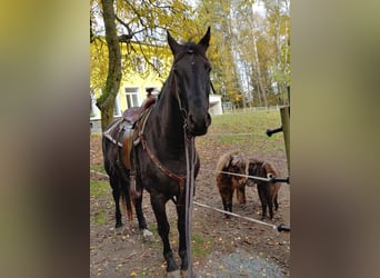 Polnisches Warmblut Mix, Wallach, 9 Jahre, 157 cm, Rappe