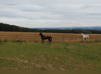 Polnisches Warmblut Mix, Wallach, 9 Jahre, 157 cm, Rappe