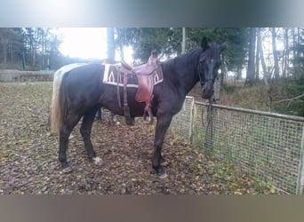 Polnisches Warmblut Mix, Wallach, 9 Jahre, 157 cm, Rappe