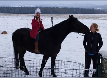 Polnisches Warmblut Mix, Wallach, 9 Jahre, 157 cm, Rappe