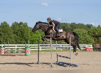 Polnisches Warmblut, Wallach, 9 Jahre, 165 cm, Rappe