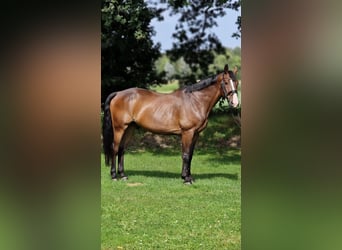 Polnisches Warmblut, Wallach, 9 Jahre, 168 cm, Brauner