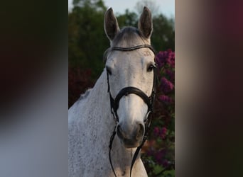 Polnisches Warmblut, Wallach, 9 Jahre, 168 cm, Schimmel