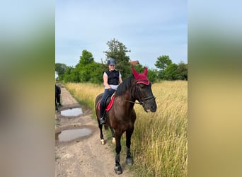 Polnisches Warmblut, Wallach, 9 Jahre, 170 cm, Rappe