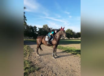 Polnisches Warmblut, Wallach, 9 Jahre, 170 cm, Rappe