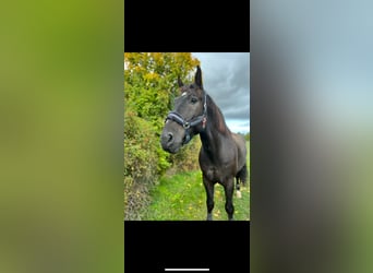 Polnisches Warmblut, Wallach, 9 Jahre, 170 cm, Rappe