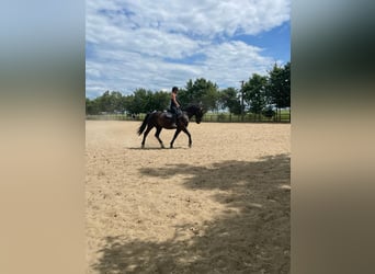 Polnisches Warmblut, Wallach, 9 Jahre, 170 cm, Rappe