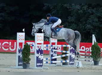 Polnisches Warmblut, Wallach, 9 Jahre, 172 cm, Schimmel