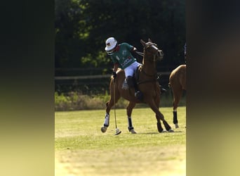 Polo Pony, Gelding, 12 years, 14.3 hh, Chestnut-Red