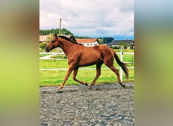 Polo Pony Mix, Gelding, 12 years, 15.1 hh, Chestnut-Red