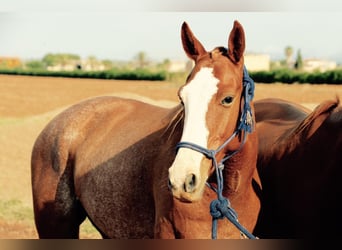 Polo Pony, Gelding, 13 years, 15.1 hh