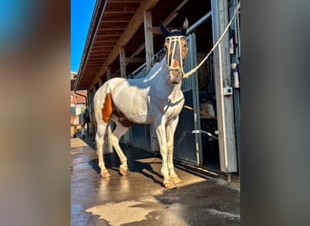 Polo Pony Mix, Gelding, 13 years, 15,1 hh, Pinto