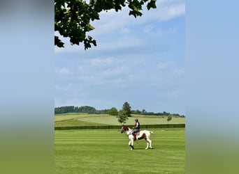 Polo Pony Mix, Gelding, 13 years, 15,1 hh, Pinto