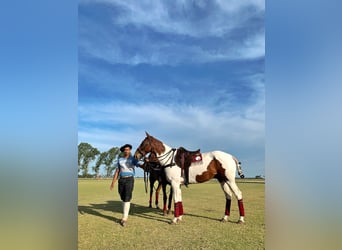 Polo Pony Mix, Gelding, 13 years, 15,1 hh, Pinto
