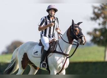 Polo Pony Mix, Gelding, 13 years, 15,1 hh, Pinto