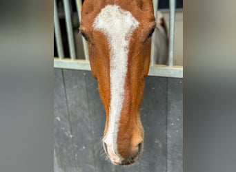Polo Pony Mix, Gelding, 13 years, 15,1 hh, Pinto