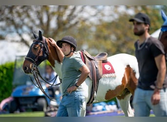Polo Pony Mix, Gelding, 13 years, 15,1 hh, Pinto