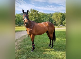 Polo Pony, Gelding, 16 years, 15,1 hh, Brown