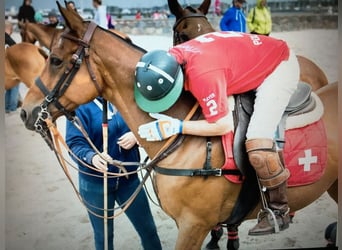 Polo Pony, Gelding, 19 years, 15,3 hh, Brown