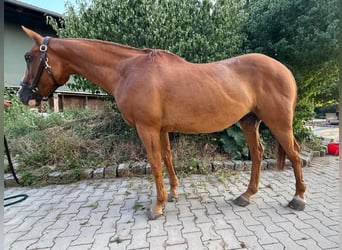 Polo Pony, Gelding, 20 years, 15.2 hh, Chestnut-Red
