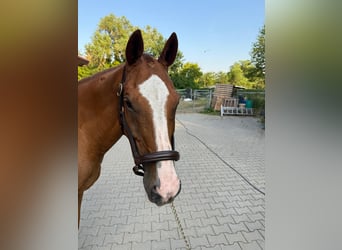 Polo Pony, Gelding, 20 years, 15.2 hh, Chestnut-Red