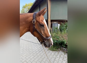 Polo Pony, Gelding, 20 years, 15.2 hh, Chestnut-Red