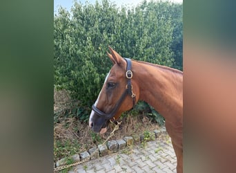 Polo Pony, Gelding, 20 years, 15.2 hh, Chestnut-Red