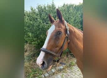 Polo Pony, Gelding, 20 years, 15.2 hh, Chestnut-Red