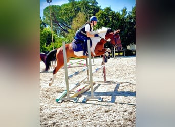 Polo Pony Mix, Gelding, 5 years, 14.1 hh, Pinto