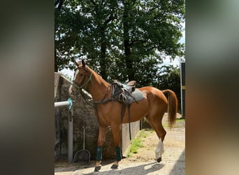 Polo Pony, Gelding, 6 years, 16 hh, Chestnut